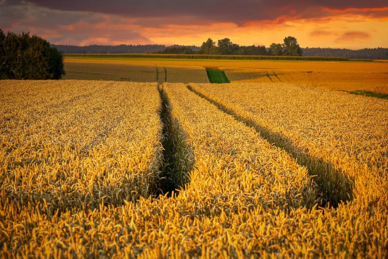 Lan de grâu copt, fotografiat la apus