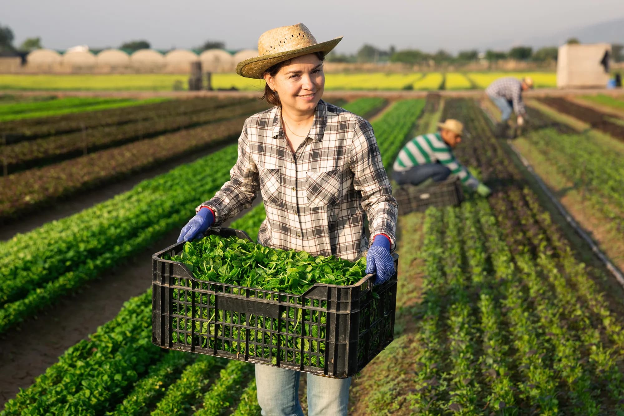 Fermieri culegând legume pe un teren cultivat în rânduri, la răsărit